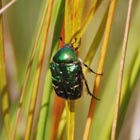 rose chafer beetle